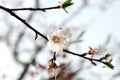 Close-upÃÂ imageÃÂ ofÃÂ theÃÂ cherryÃÂ blossomÃÂ treeÃÂ andÃÂ itsÃÂ branches. Royalty Free Stock Photo